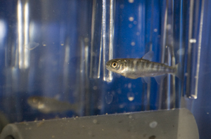 A juvenile chinook salmon swims in its fish "condo" at the Stillaguamish Tribe's hatchery