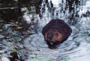 Tribes find ways to keep beavers from blocking fish passage