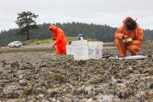 Swinomish biologist Julie Barber and technician Courtney Greiner survey juvenile clams on Lone Tree Point.