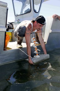 Shellfish technician William Williams drops a spat collector into the water, near the Skokomish tidelands.