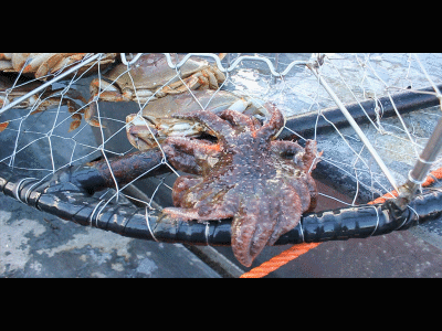 PT sea star crabs 2