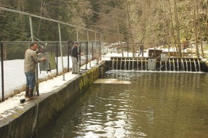 Puyallup tribal fisheries staff load automatic feeders for thousands of juvenille steelhead high in the White River watershed.