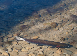 Steelhead-Salmon-River