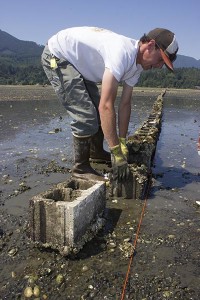 Jamestown S'Klallam Tribe natural resources technician Casey Allen lays out cinderblocks to delineate shellfish harvest areas. For more pictures, click on the photo. 