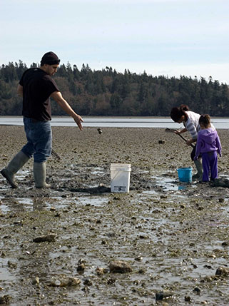 Degraded water quality forces Lummi to close shellfish harvest