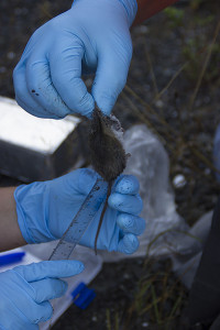 The mouse is measured for length and weight and marked as studied before being released in the former Elwha lake beds. Click on the photo for more pictures at NWIFC's Flickr album.