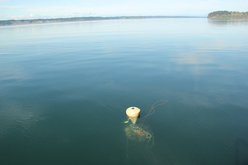 A tribal diver attached a float to the crab pot, allowing the crew to easily retrieve the pot.