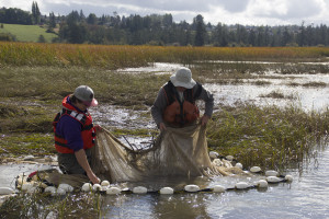 Tulalip field specialist Michael Abrahamse, left, and NOAA biologist Casey Rice beach seine for fish using the newly restored Qwuloolt Estuary.