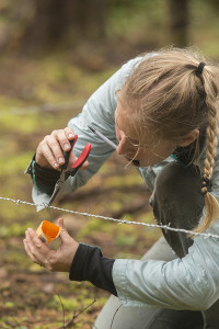 Kristen Phillips, wildlife biologist for the Quinault Indian Nation, removes black bear hairs from a snare designed to snag them, for later  genetic identification.