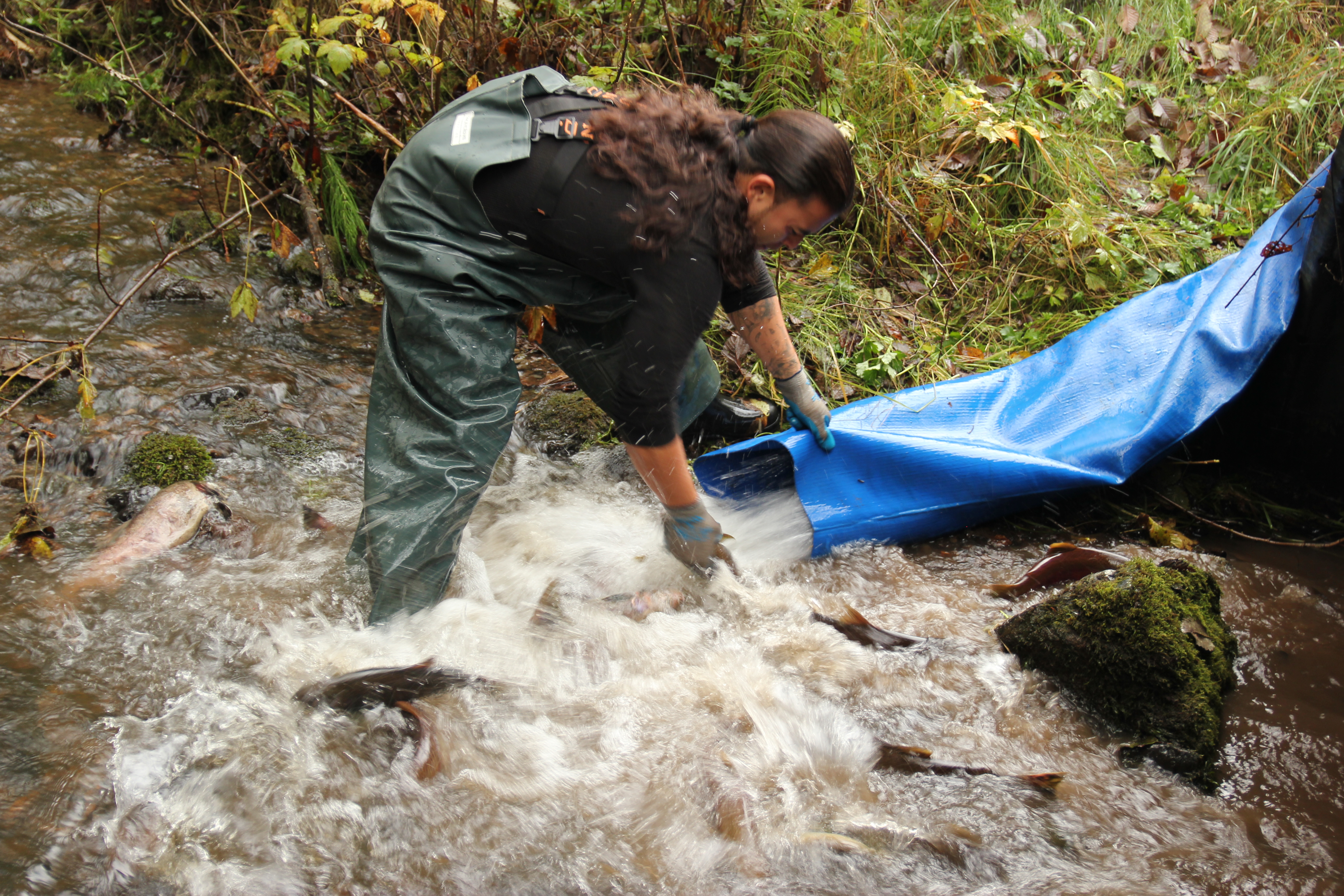 Lawsuit targets Puyallup River salmon productivity