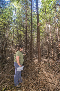 Tanya Eison, Quinault Indian Nation natural resources intern, checks the GPS coordinates for a bird nesting box as part of her work. 