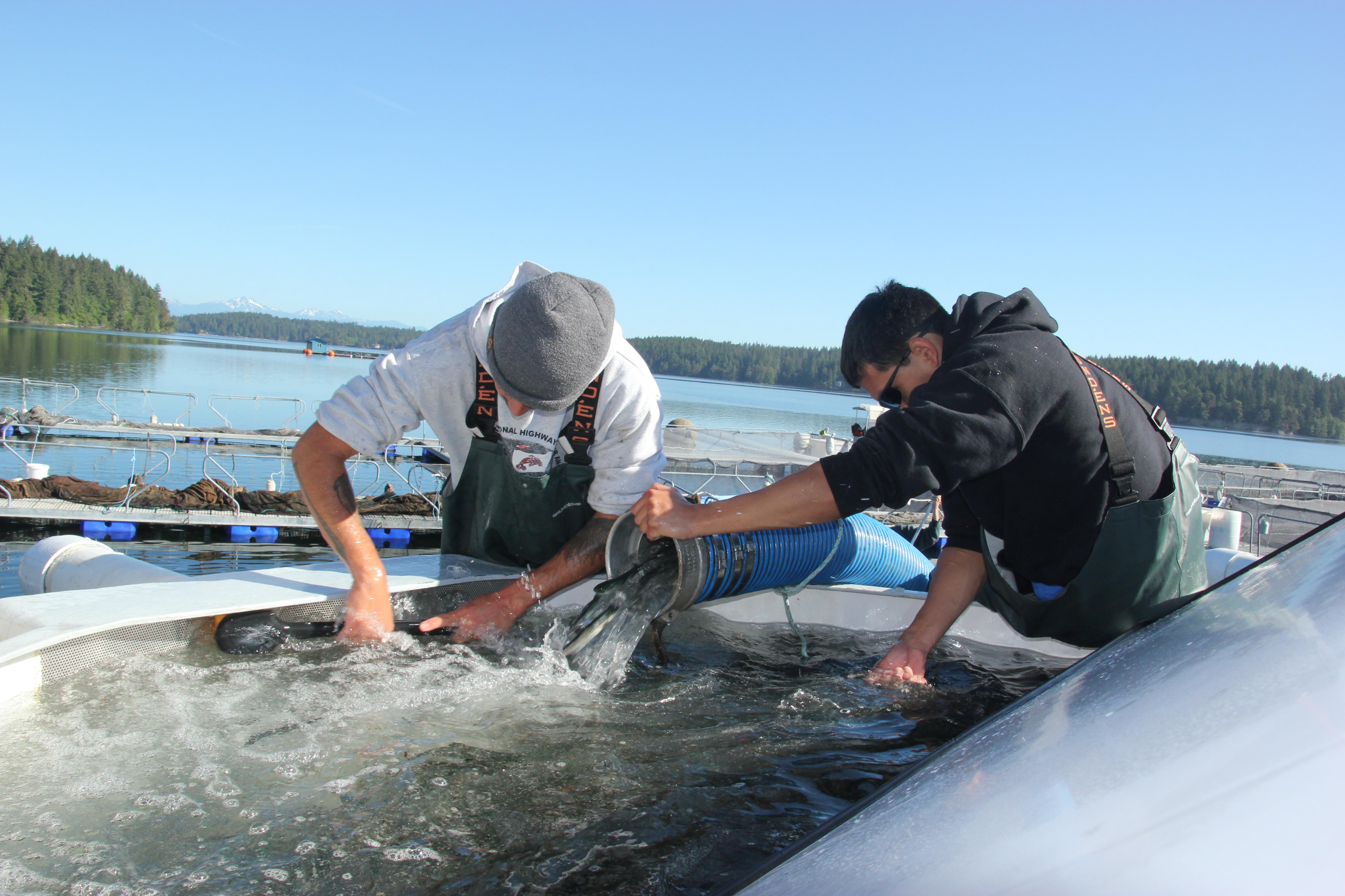 Squaxin Island Tribe tests coho survival in deep South Sound
