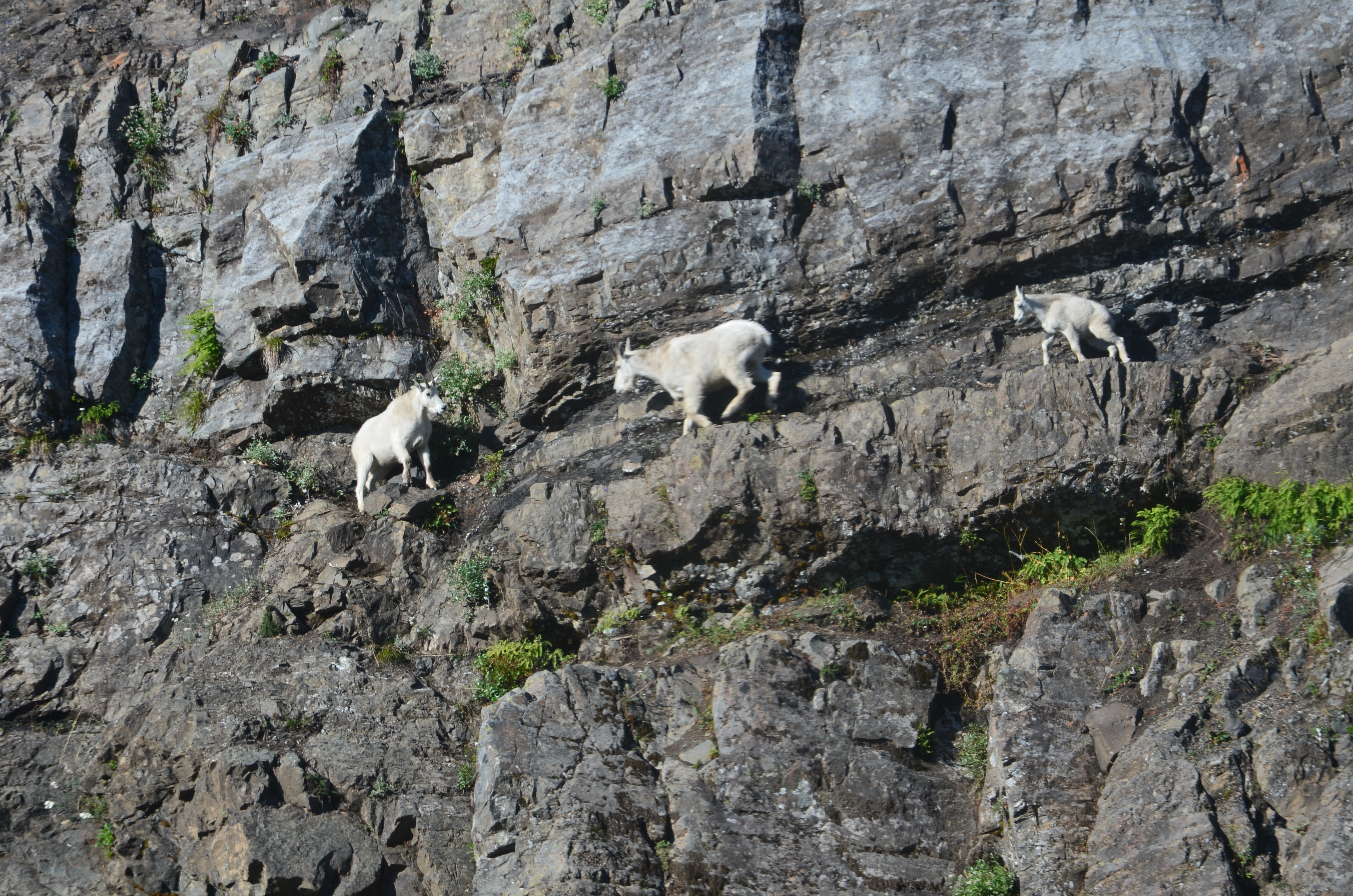 North Cascades mountain goats threatened by climate change