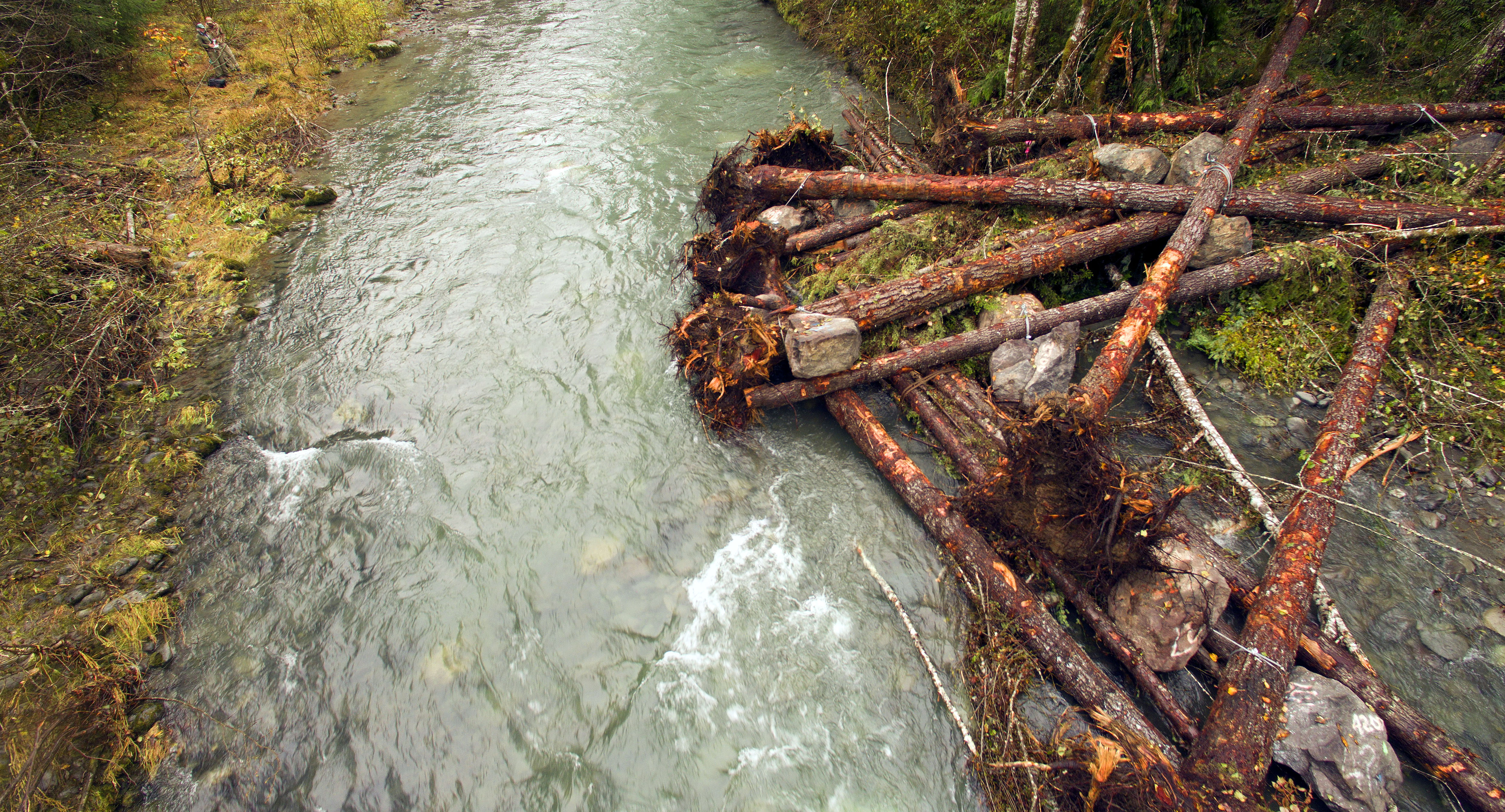 Jamestown S’Klallam Tribe Gives Gray Wolf River a Log Boost