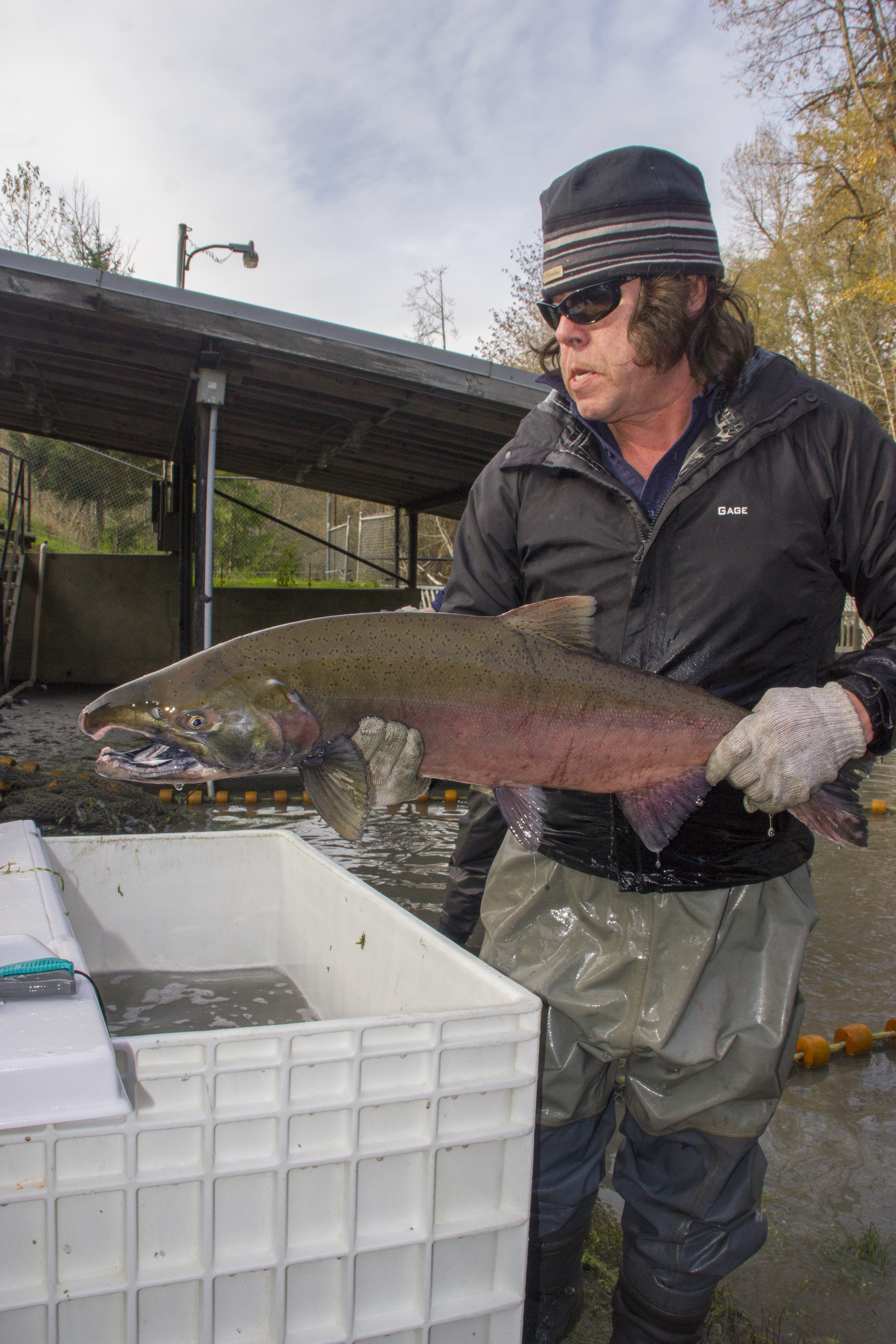 Lower Elwha Klallam Tribe Sees Success with Coho Salmon Transfers