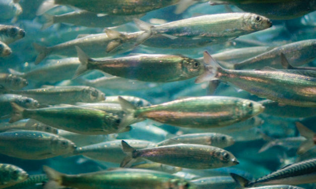State of Our Watersheds: Forage Fish Habitat Threatened in the Strait, Bays