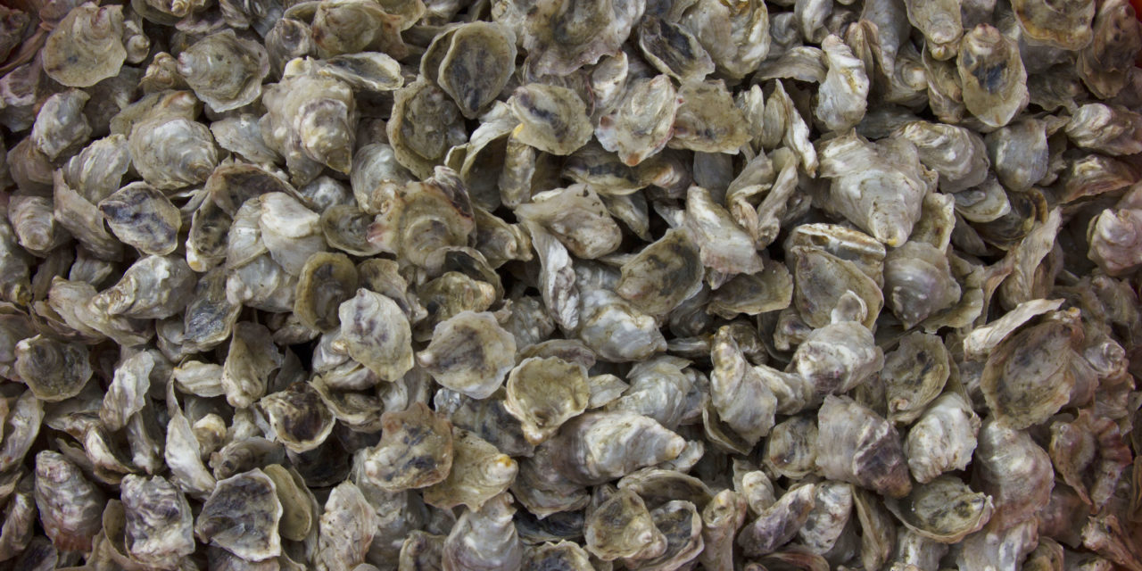 Jamestown Shellfish Hatcheries Address Ocean Acidification and Oyster Populations
