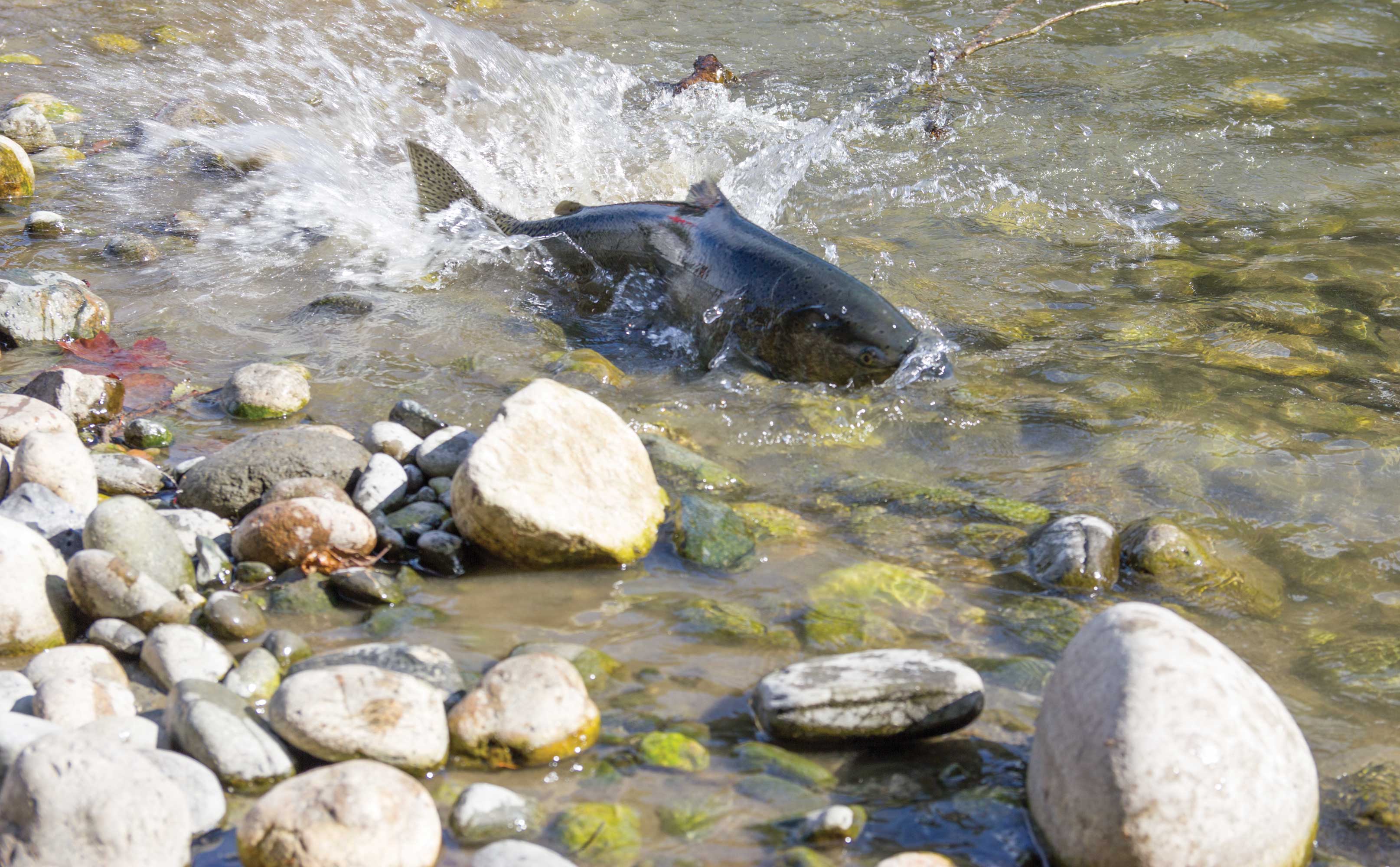 Being Frank: We’re Finding Common Ground To Save Salmon