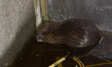 Beaver relocation expands west of the Cascades