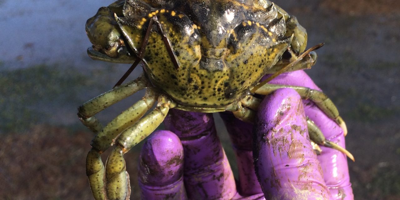 Tribes join effort to monitor for invasive green crabs
