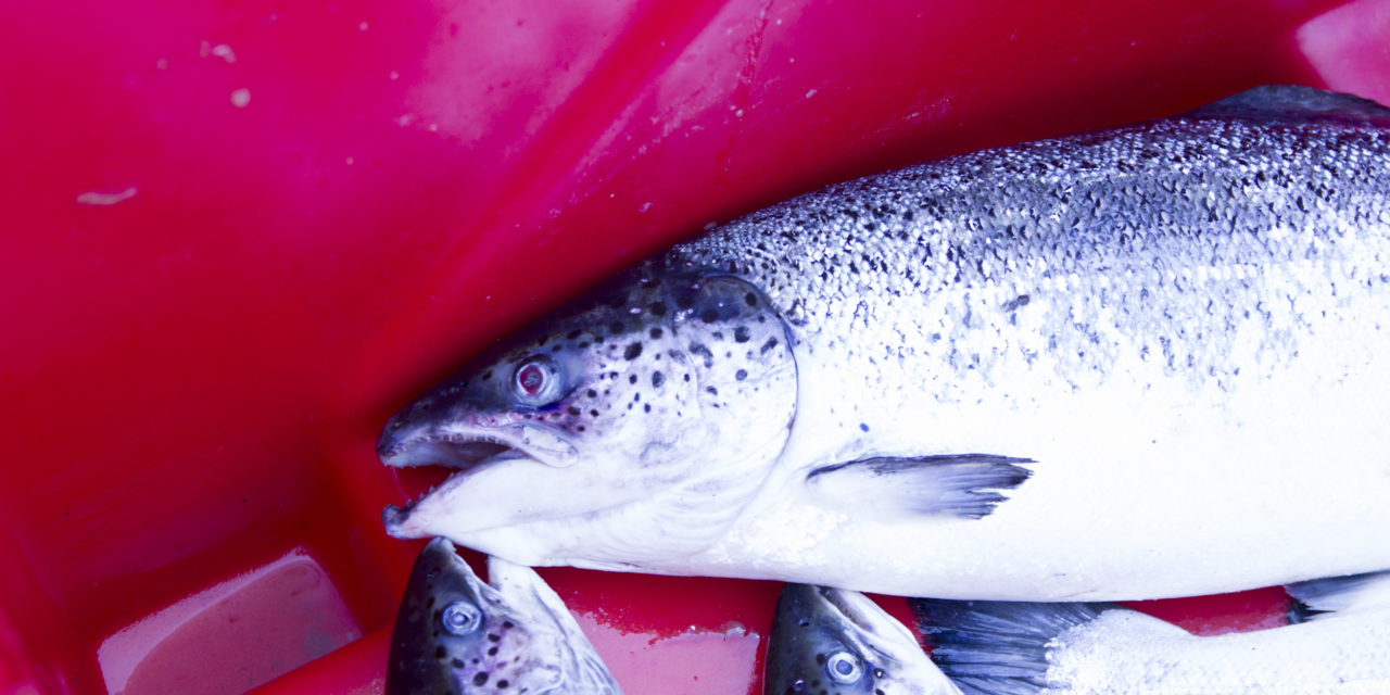 Being Frank: No Place Here for Atlantic Salmon