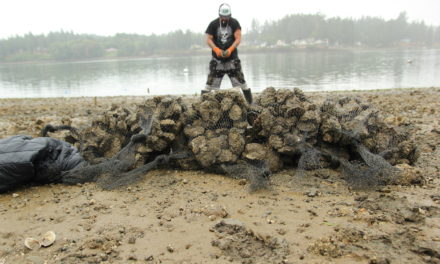 Bumper crop of oysters shared by tribe, neighbors