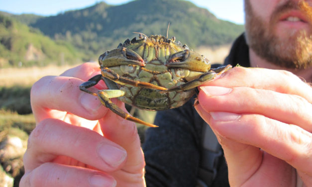 European Green Crab Spring 2018: Big Finds Near Neah Bay