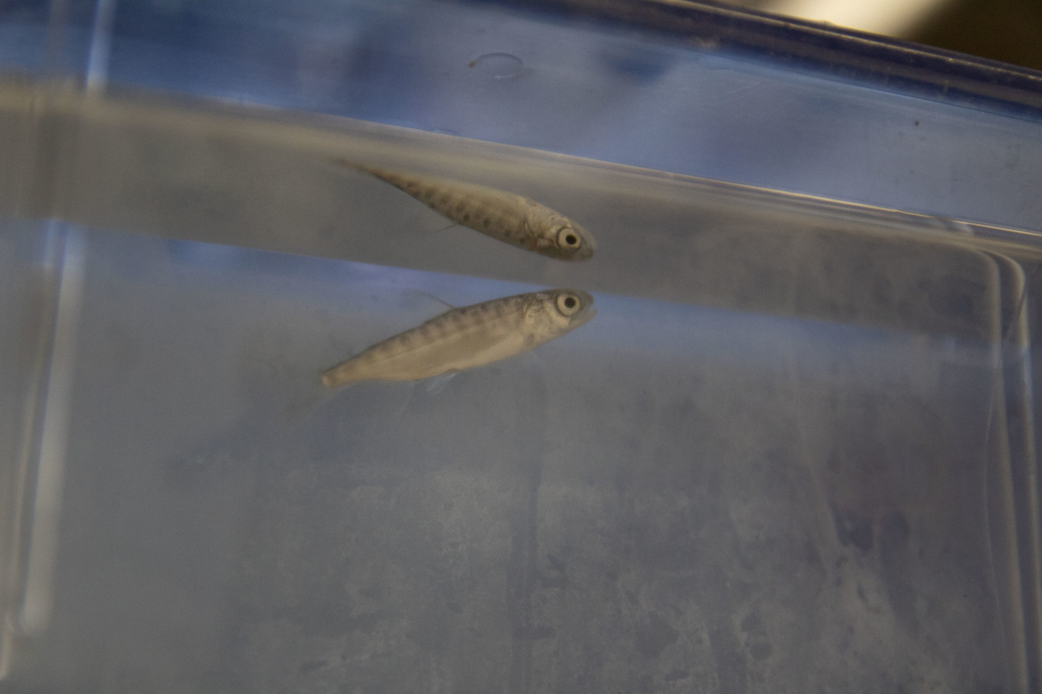 Captive juvenile chinook swims in a fish condo
